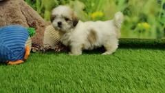 Shih Tzu Puppy for sale